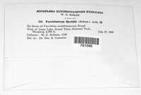 Naohidemyces vaccinii image
